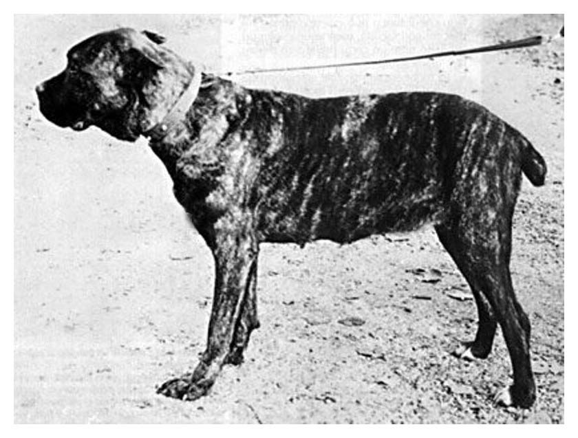 cane_corso antigo