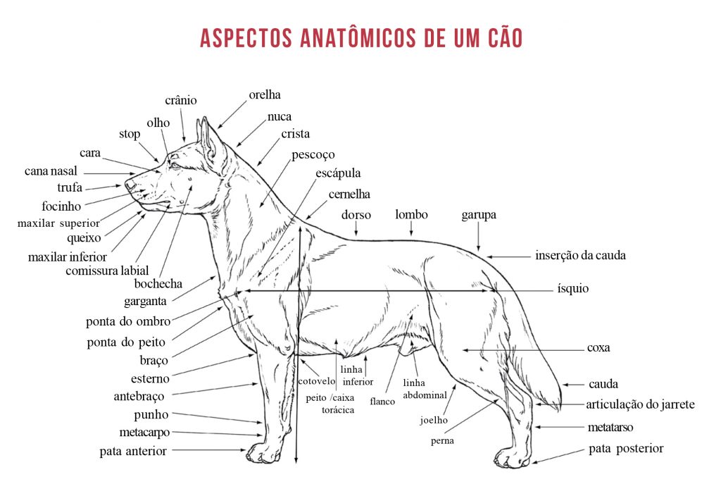 anatomia do cachorro