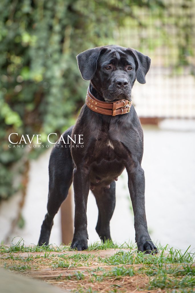 cane corso italiano, cachorro canecorso, fêmea da raça cane corso
