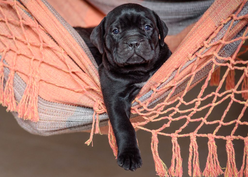 cane corso, canil canecorso,, raça canecorso, lindo filhote cane corso