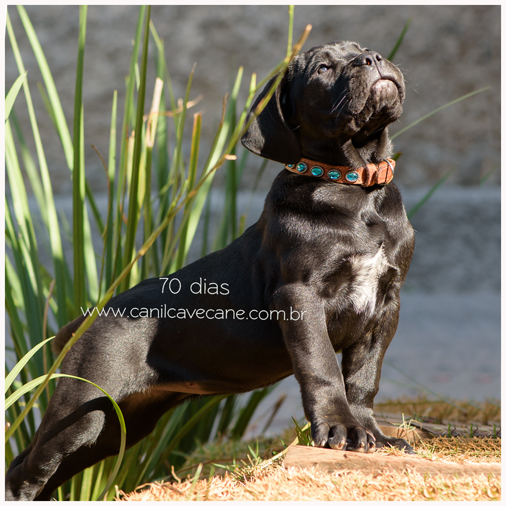 cane corso, canil canecorso,, raça canecorso